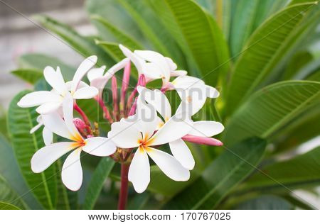 White Flower. Frangipani Plumeria Temple Tree Graveyard Tree.