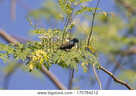 Image of a bird (purple sunbird). Wild Animals.