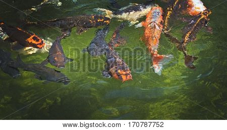 Karp Fish In Pond