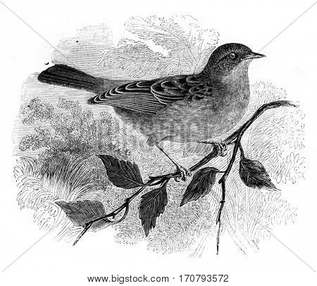 Dunnock, Accentor modularis, vintage engraved illustration. Magasin Pittoresque 1852.