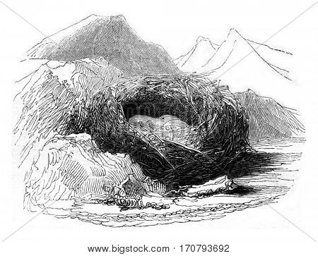 Nest of Accentor Alps, vintage engraved illustration. Magasin Pittoresque 1852.
