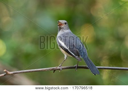 Female Oriental Magpie Robin bird in grey and white screaming loud, perching on branch against blurred forest background in Thailand Asia, (Copsychus saularis)