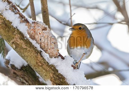 European robin redbreast bird eating homemade bird feeder, coconut fat cookie with nut, raisin wrapping on branch, winter in Austria, Europe (Erithacus rubecula)