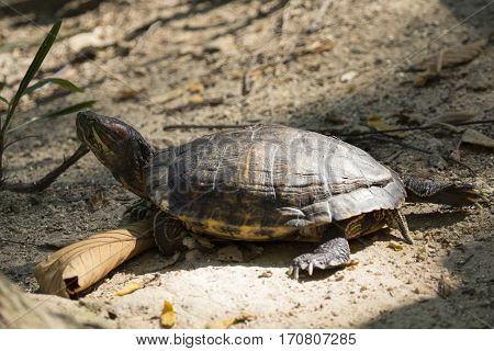 Image of an eastern chicken turtle in thailand. Wild Animals.