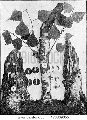 Sesia culiciformis, vintage engraved illustration.