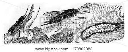 Sirex juvencus, vintage engraved illustration.