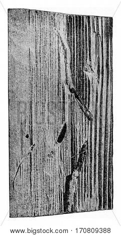 Fragment of a wooden throne of spruce age of about sixty, vintage engraved illustration.