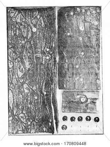 Tomicus amitinus, vintage engraved illustration.