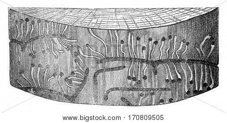 Hylesinus minor egg galleries and larval galleries, vintage engraved illustration. 