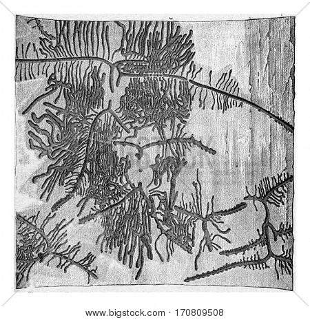Pine bark with galleries Tomicus curvidens, vintage engraved illustration.