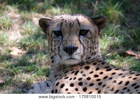 Cheetah; Acinonyx jubatus
