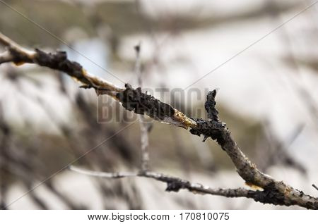 Naked branch of tree. Macro in early spring forest