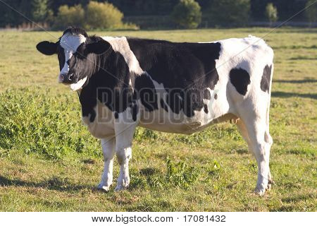 Fresian kráva stojící na anglickém venkově