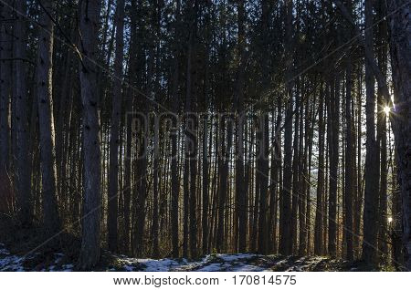 Winter sunlit forest pine-trees in Lozen mountain, Pancharevo, Bulgaria