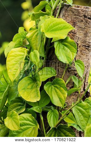 Betel leaves growing on tree trunk leaves can use for chewing and ingredient