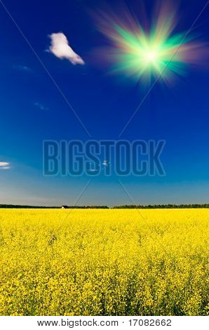 Vidunderlige hus blandt gyldne raps felt og sjov solen.