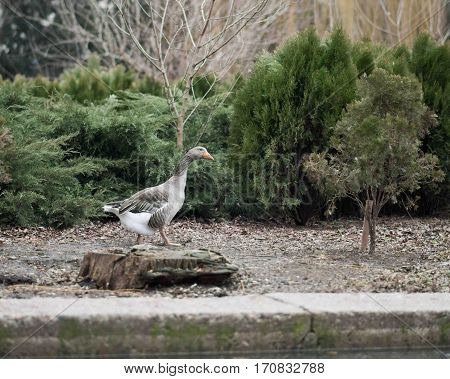 Grey Goose Standing in Backyard Naturally. Greylag goose in the meadow.