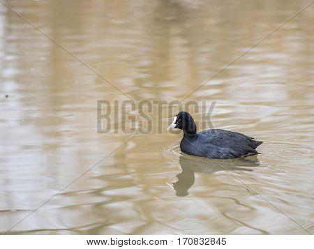 Birds in wildlife. View of a duck bird in park. beautiful mallard duck in the water.
