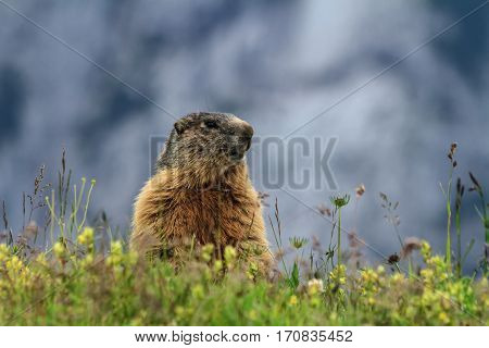young marmot stands between grass Trentino Italy