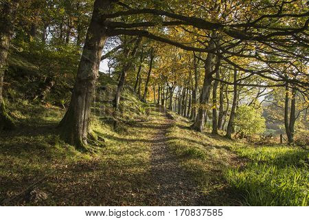 Colorful Autumn Fall Forest Landscape Image In Countryside Around Crummock Water In Lake District In