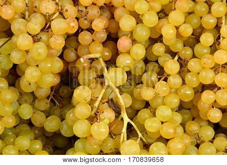 Verneuil sur Seine; France - october 16 2016 : stall of grape at the market in automn