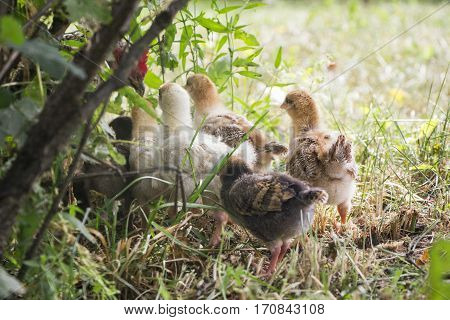Belarus-July 3 2016 Chicken called her chicks to feed them chickens gathered around the mother hen fluffy chicken