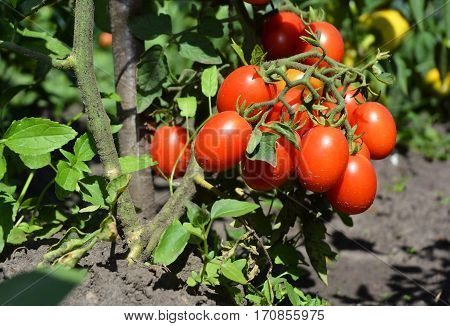 Cherry tomatoes are one of the easiest veggies to grow and as a gardener.