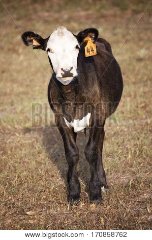 lone calf on Cat Springs Texas Ranch, tagged 44
