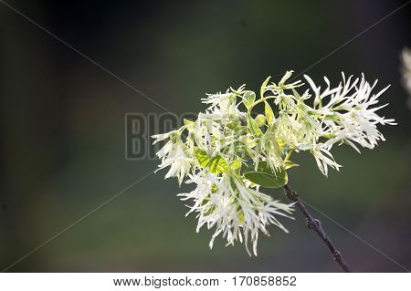 Mercer Arboretum, white orchids.  Humble, Texas - single flower