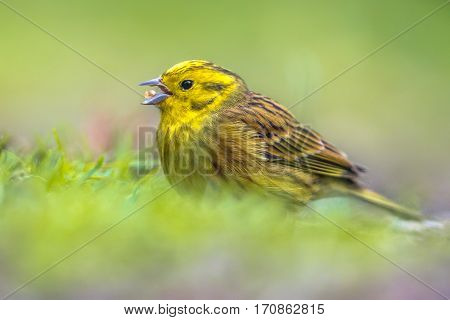 Yellowhammer Foraging In Grassy Backyard