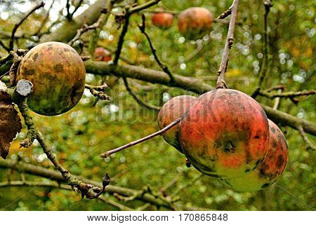 Wild apples on the tree in Wallachia
