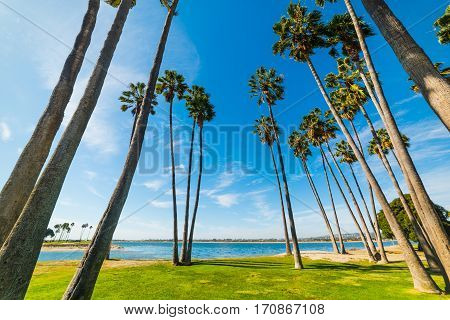 Palm trees in San Diego shoreline California