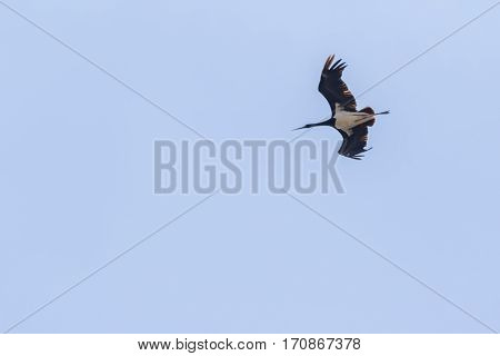 Black Stork (ciconia Nigra)