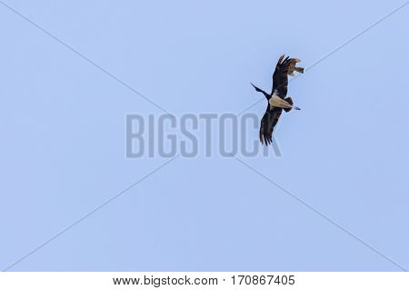 Black Stork (ciconia Nigra)
