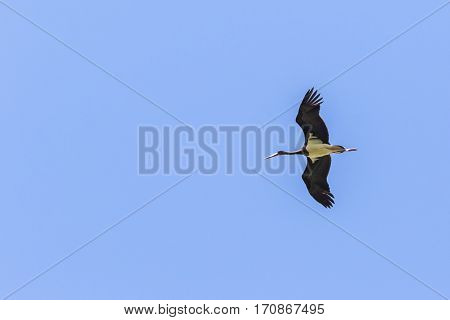 Black Stork (ciconia Nigra)