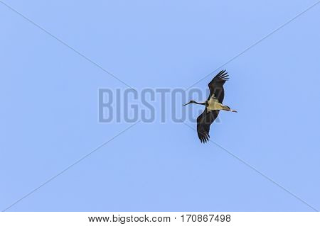 Black Stork (ciconia Nigra)