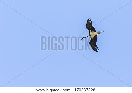 Black Stork (ciconia Nigra)