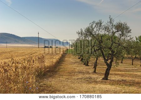 RURAL LANDSCAPE SUMMER. Hilly contryside with cornfield and olive grove.In the background the Murge plateau (Alta Murgia National Park).Italy,Apulia.