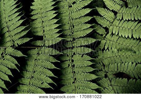Image of a green fern pattern in the jungle.