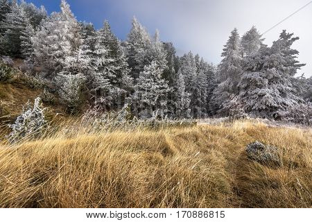 Sapet forest in winter with frost covered trees. Moissiere Pass Hautes Alpes Ecrins National Park Alps France