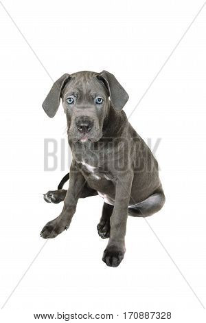 Gray Cane corso puppy isolated on a white background