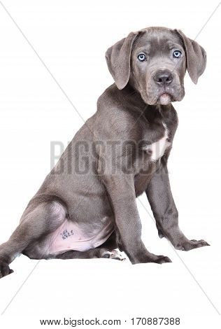 Gray Cane corso puppy isolated on a white background