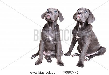 Two funny Gray Cane corso puppy isolated on a white background