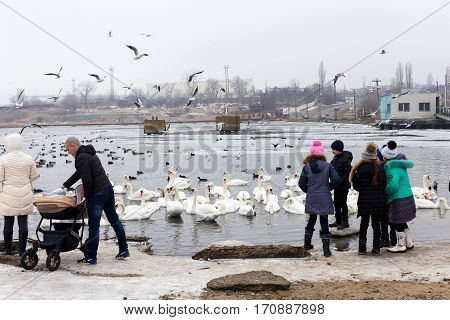 ODESSA UKRAINE - February 2 2017: White swans wild ducks and gulls swimming in sea water in winter. Fighting seagulls beg for food from people. Birds wintering cold. People conservation of birds