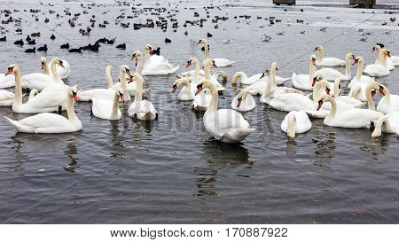 White Swans, Wild Ducks And Gulls Swimming In Sea Water In Winter. Fighting Seagulls Beg For Food Fr