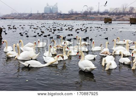 White Swans, Wild Ducks And Gulls Swimming In Sea Water In Winter. Fighting Seagulls Beg For Food Fr