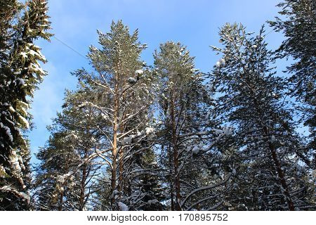 Trees against sky winter sunny weather photo