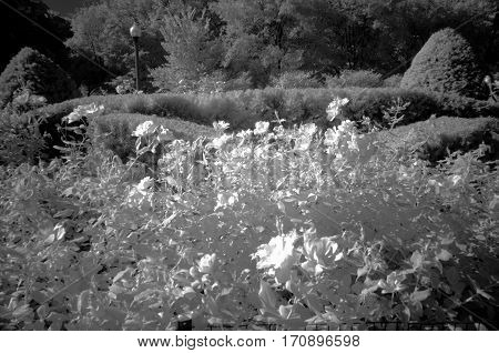 Flowers in Infrared Black and White Full Spectrum Camera