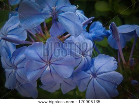 Natural flowers with a beautiful purple color