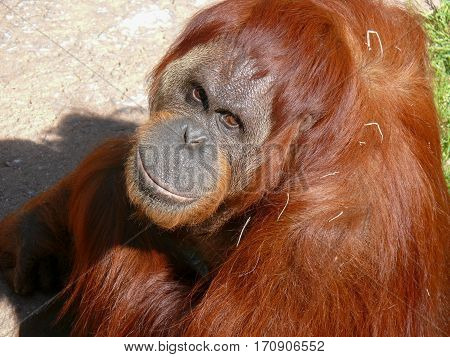 Orangutan, Great Ape, Pongo, Ponginae, Gigantopithecus, Primate